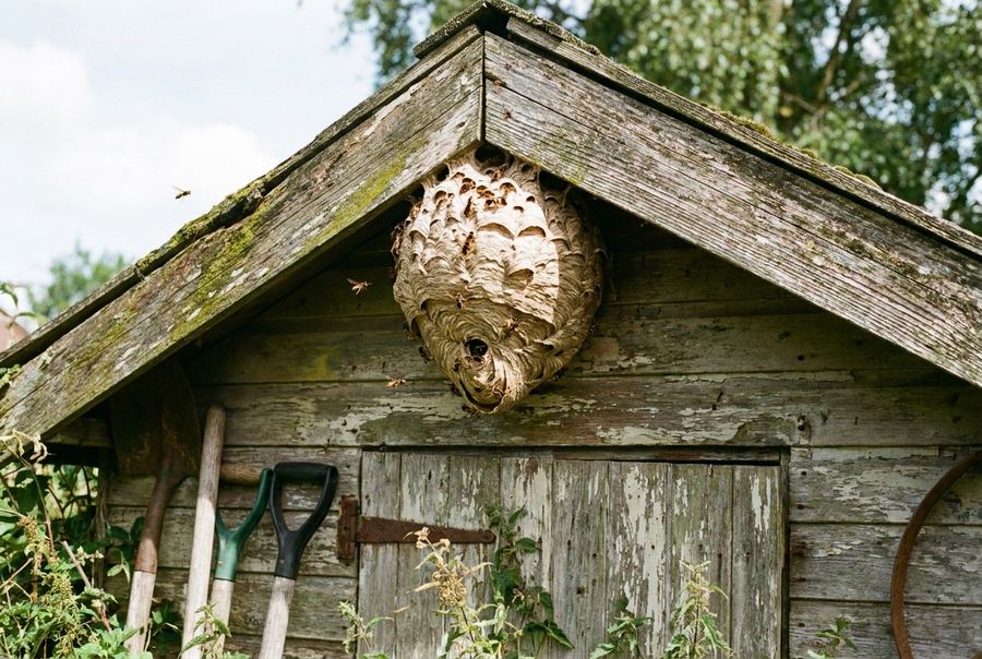 Wespennest unter dem Giebel eines Gartenhauses